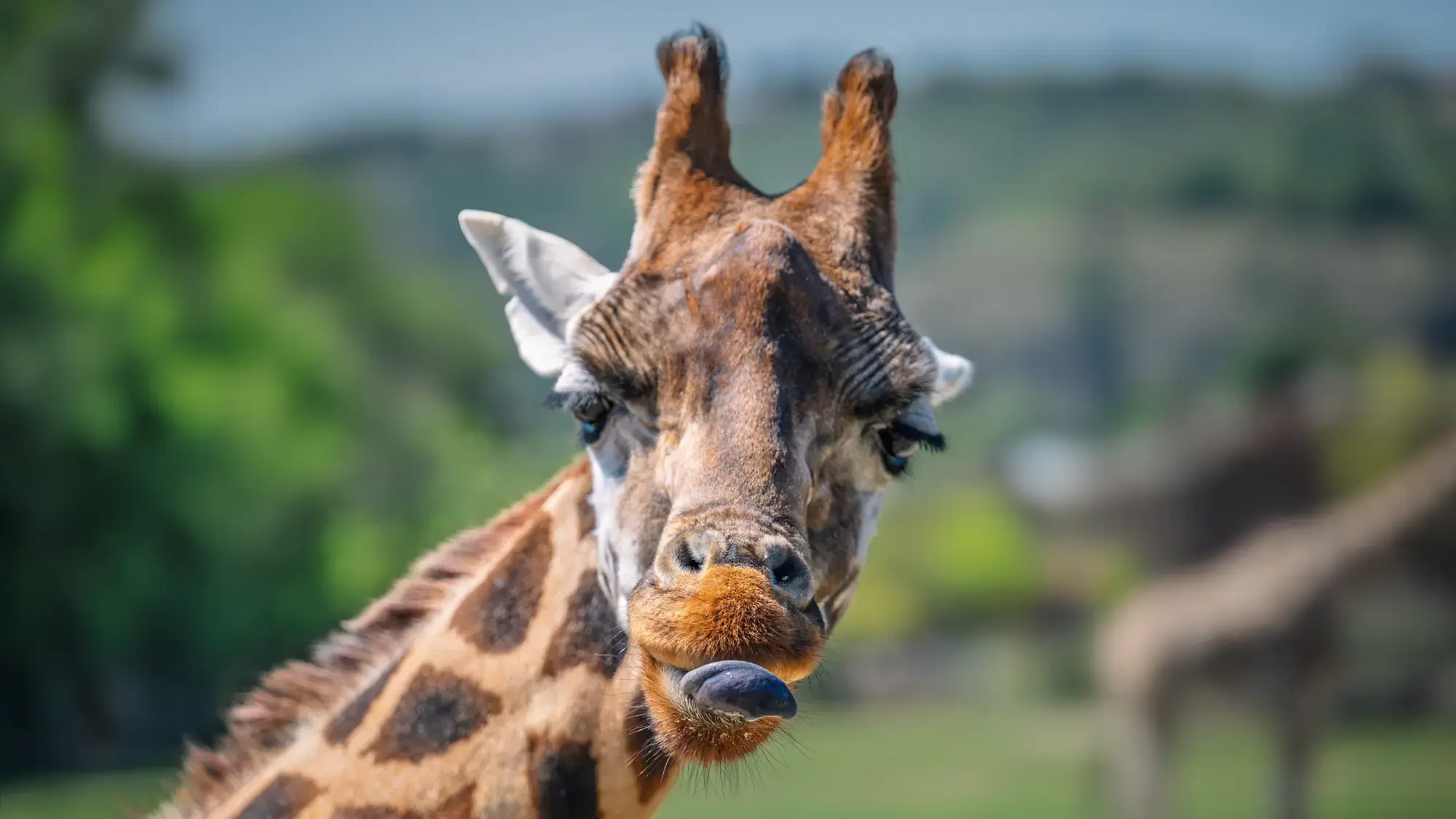 Žirafa v Zoo Praha
