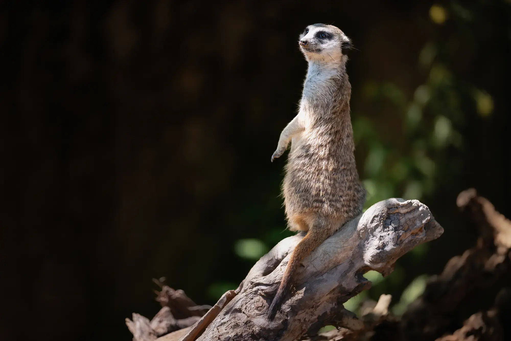 A meerkat standing watch at Prague Zoo