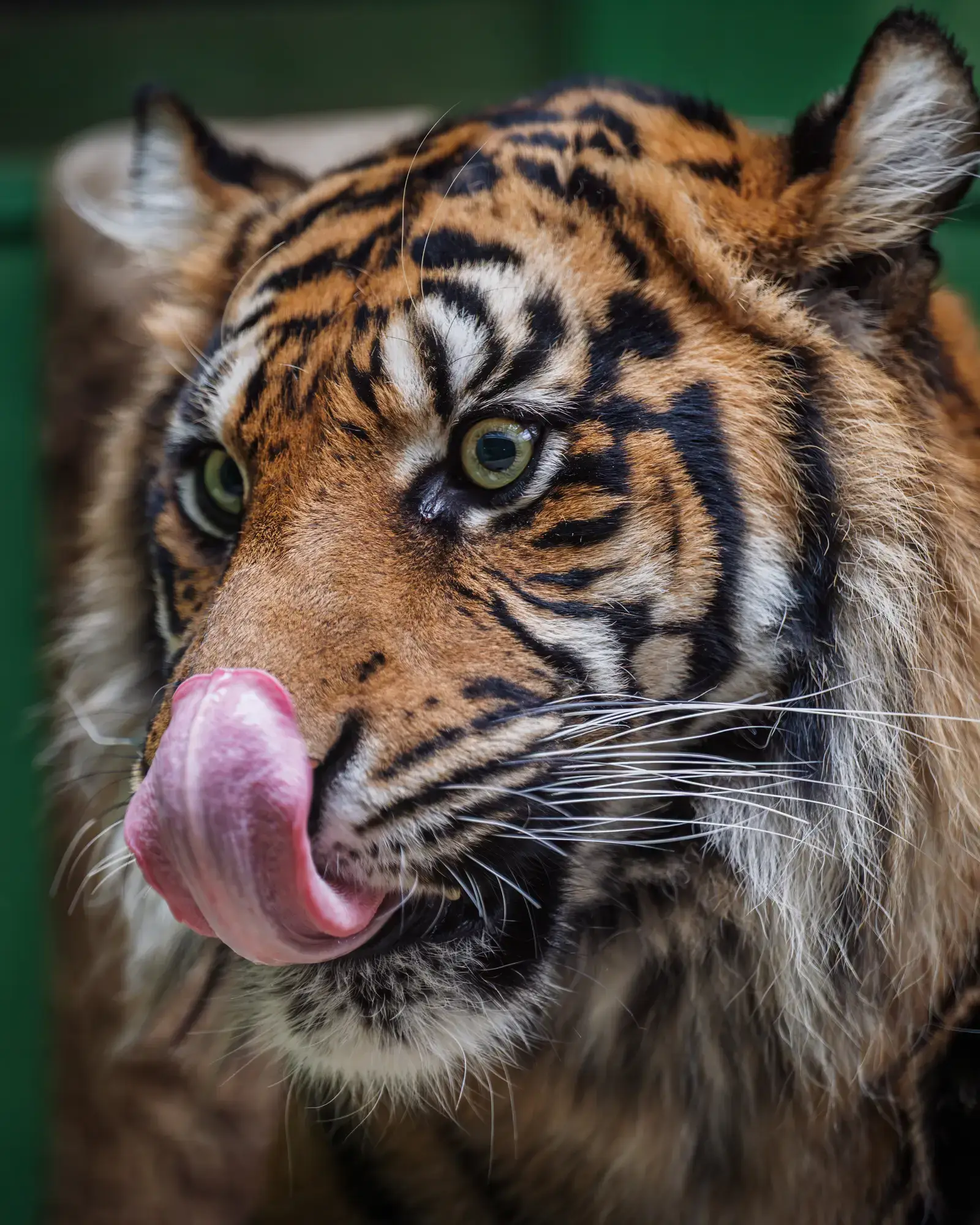 Mlsný tygr v Zoo Praha zblízka